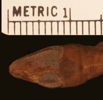 Media type: image;   Herpetology R-6562